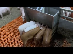 장비 스테인레스 강 돼지 공급 장치를 공급하는 이유 돼지 가축