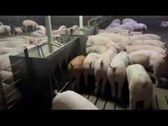 돼지를 위한 농업 스테인레스 강 자동차 공급 장치는 앤티 러스트를 짧게 깎습니다