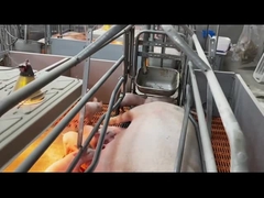 고온 침지 아연도강 돼지 분만자돈은 새장 양돈사를 나무 상자에 채워 넣습니다